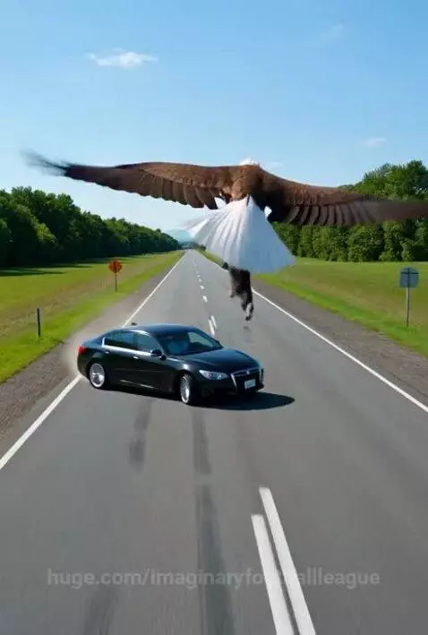 Cats Its Raining Cats ! by imaginaryfootballleague