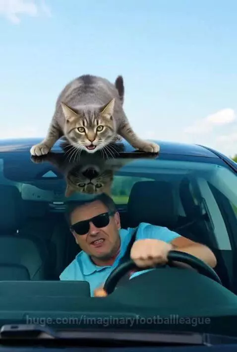 An eagle drops a tabby cat onto the roof of a silver car on a highway.