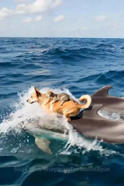 Puppies Saved From Drowning By Dolphins by imaginaryfootballleague