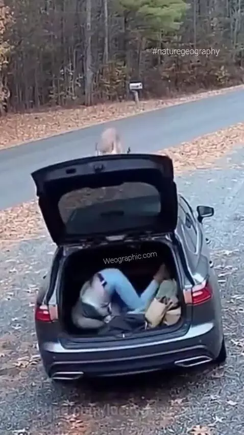 Tiger leaps onto the back of an SUV and attacks a person, who disappears into the trunk area.