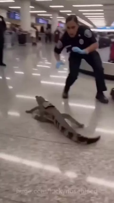 Airport security officers surprised by a crocodile emerging from a suitcase on a baggage carousel.