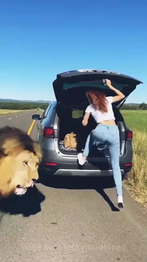 Woman quickly closes car trunk as a lion approaches and tries to get in.
