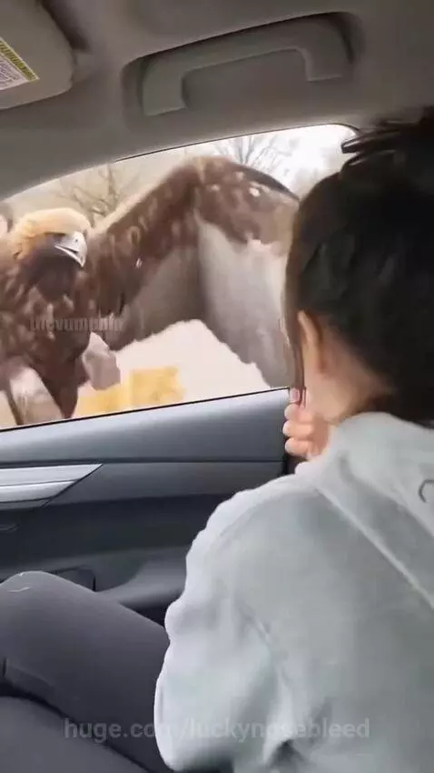 Woman protects her cat from an eagle attacking through a car window.