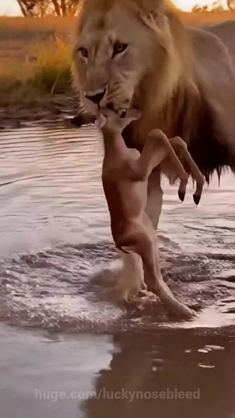 Male lion carefully carrying a small fawn by the neck out of shallow water at sunset.