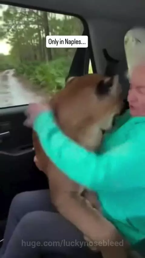 A black bear looks into a car window where a person is holding a cougar on their lap.