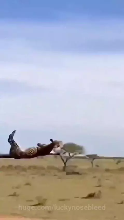 A leopard is attacked by a herd of buffaloes in a dusty savanna, viewed from a vehicle.