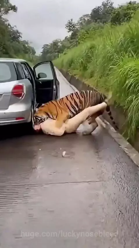 A lion Attack on woman by hassam