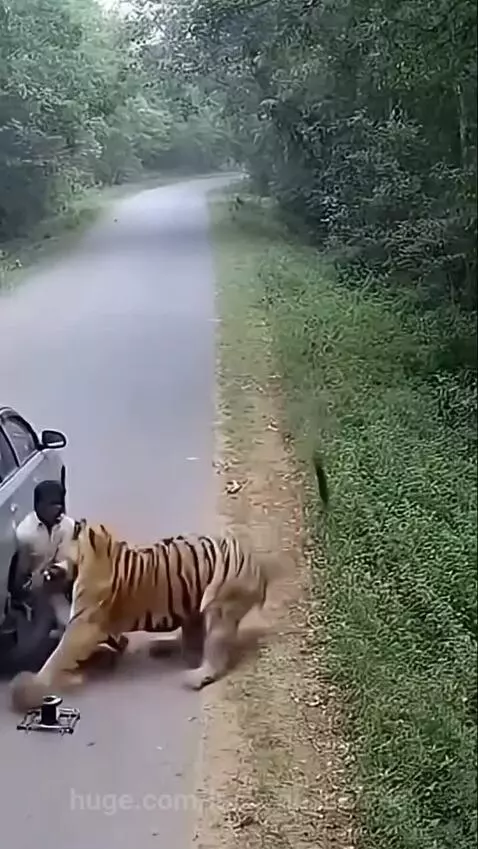 A tiger pounces on a man next to a car on a tree-lined road.
