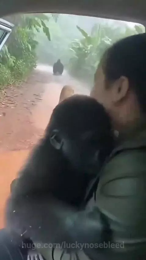 Woman reaching out to rescue a baby gorilla from a muddy jungle road as an adult gorilla approaches.