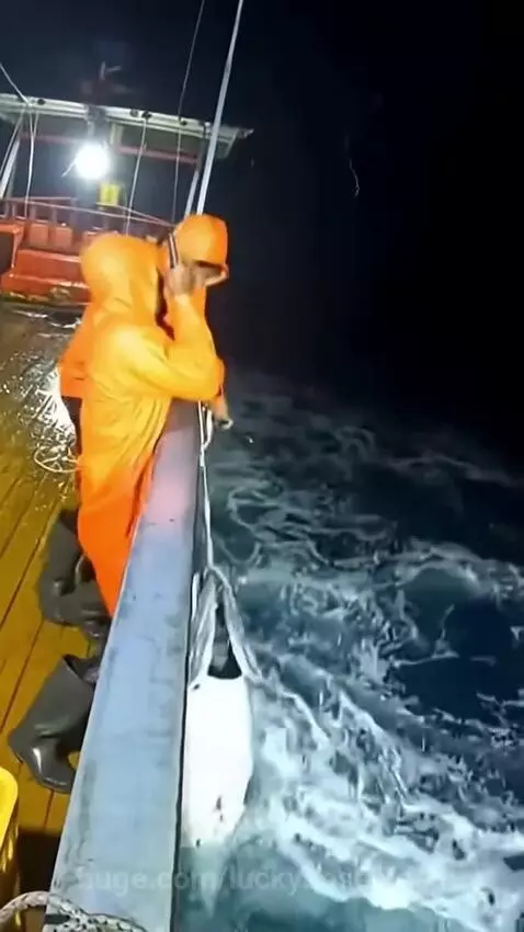 Fishermen on a boat at night as a shark breaches the water to snatch a fish they were reeling in.