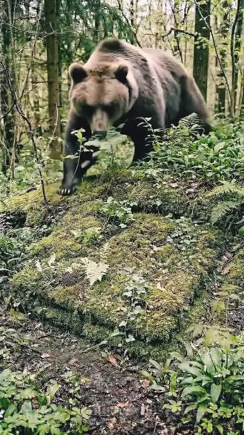 This tree stump conceals a fully hidden by luckynosebleed