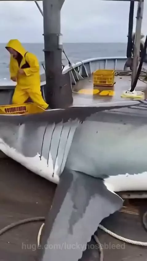 A large great white shark lunging with its mouth open towards a sea lion on a boat deck, with two men reacting in fear.