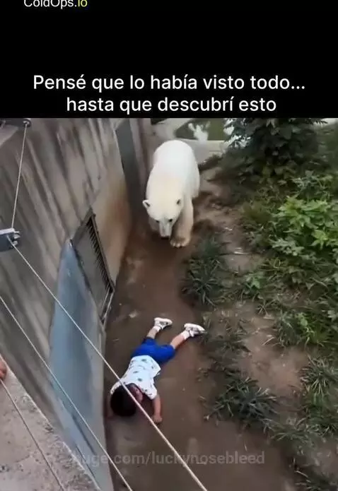 Polar bear gently lifts a child towards a wall to be rescued by an adult after falling into the enclosure.