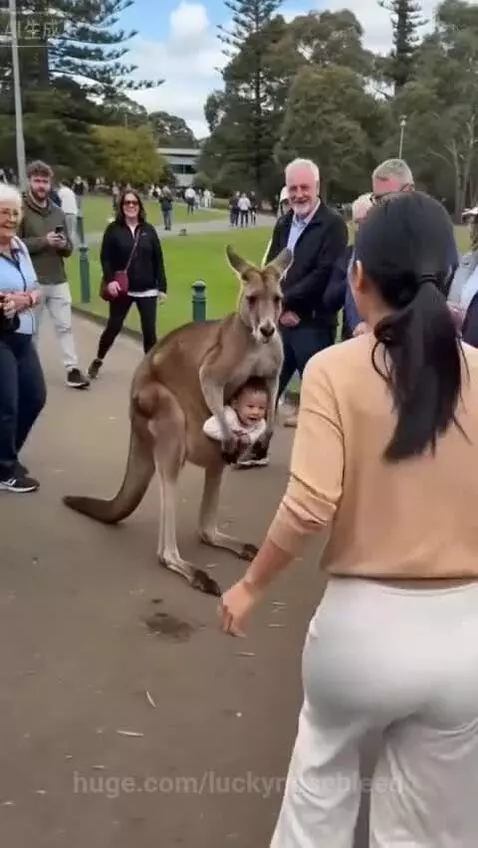 Woman gently hugging a baby kangaroo while its mother looks on in a park.