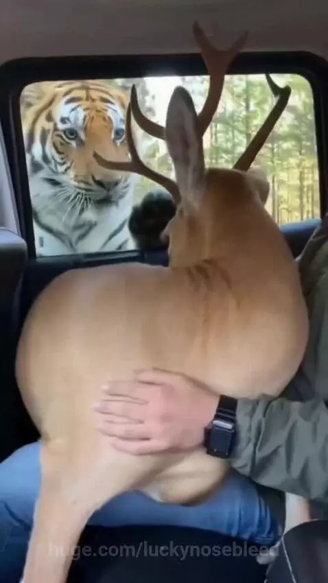 A deer is in the lap of a person in a car, with a tiger looking in the window.