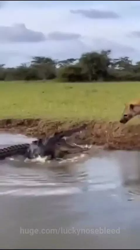 A crocodile lunging out of the water to grab a hyena that was chasing a deer.