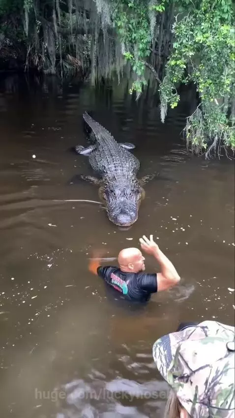 Man swimming in murky water yelling at a large alligator that is lunging towards him.