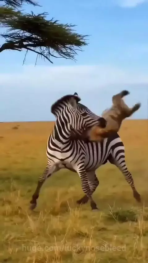 A zebra aggressively biting and stomping on a hyena in a grassy savanna, with a gazelle watching.