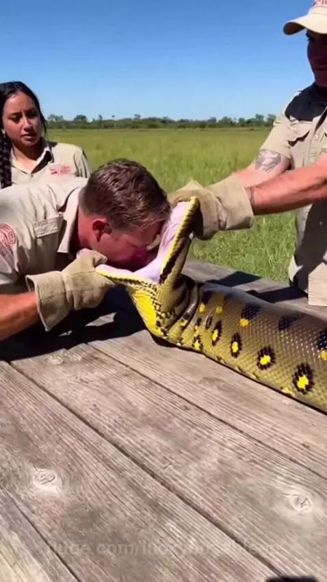 Man's head inside the open mouth of a large snake, with alarmed people holding it.