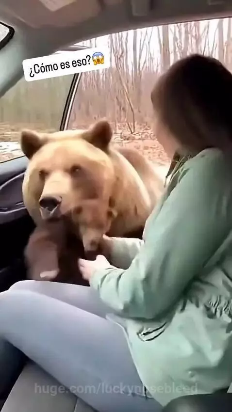 Bear trusted on woman by hassam