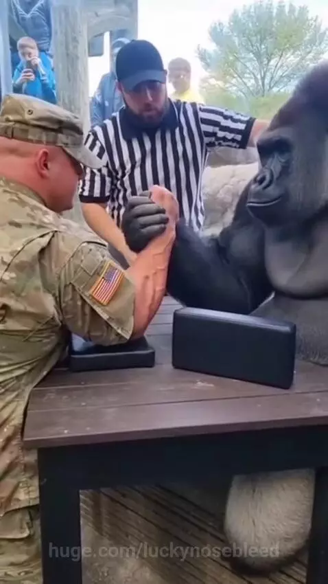 Man arm wrestling a gorilla, referee present, gorilla wins and man's arm appears injured.