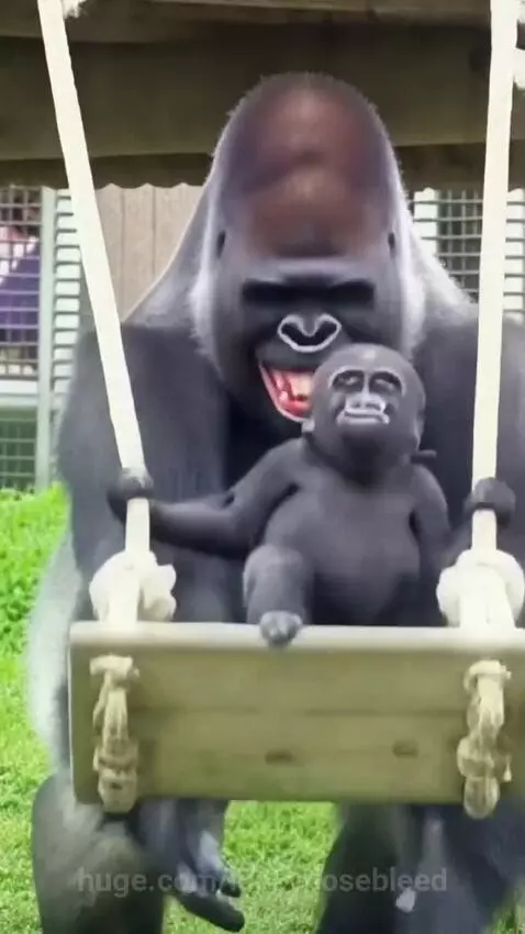 Adult gorilla pushing a baby gorilla on a wooden swing, both appearing happy.