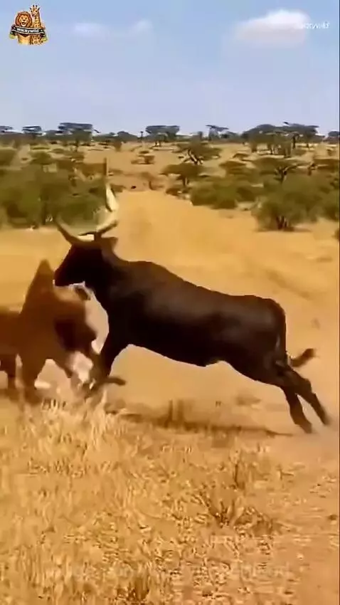 A male lion is tossed into the air by a bull's horns in a dry savanna.