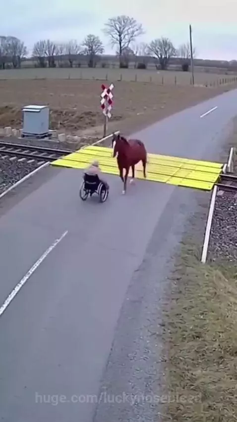 Brown horse stands protectively next to a man in a wheelchair at a train crossing as a train speeds by.