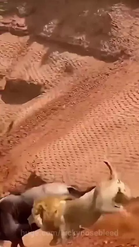 Lion attack 🦁 by hassam