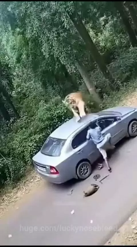 A tiger leaps onto a car and attacks a person who was working on the vehicle.