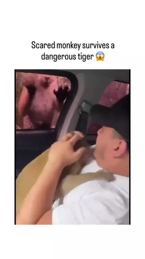 A man holds a terrified monkey clinging to his chest as a leopard lunges at the car window.