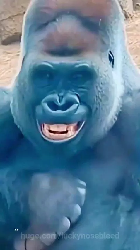 A gorilla lifts a heavy metal weight above its head while a man struggles with a similar weight behind glass.