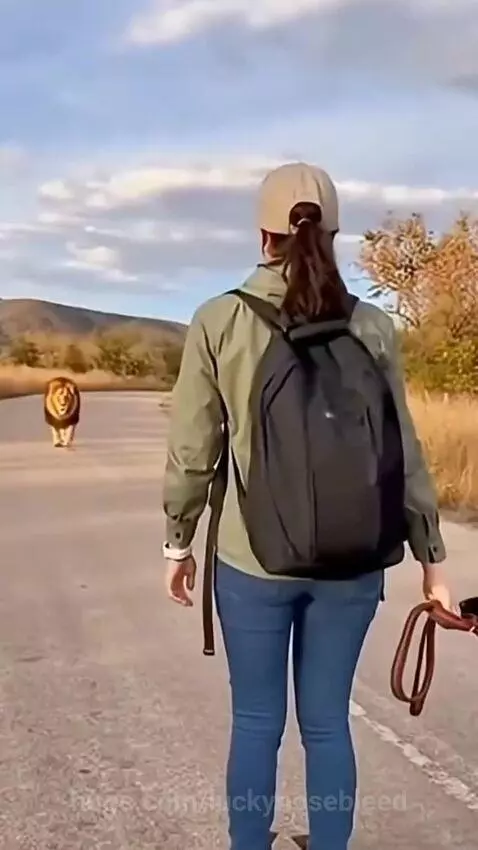 Woman with German Shepherd faces a large lion walking towards them on a paved road in a dry, hilly landscape.