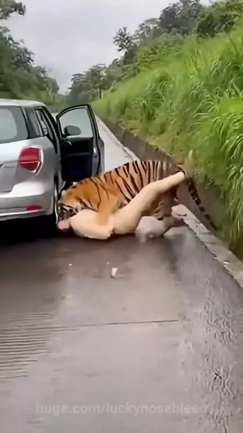 Lion attack on woman by hassam