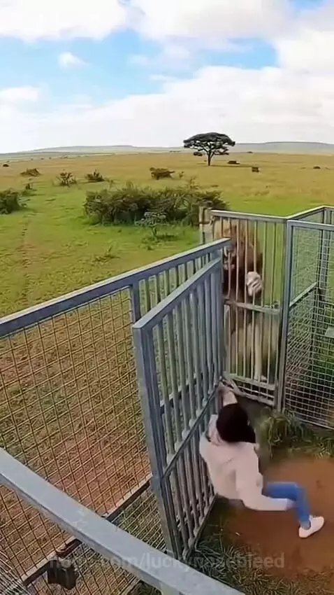 Person in white hoodie near gate with lion and tigers lunging aggressively towards them in a savanna.