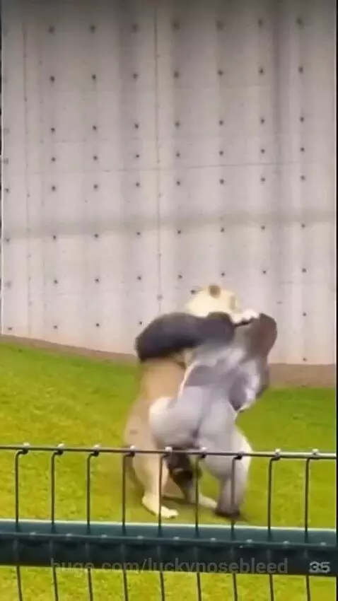 Lion vs Gorilla by hassam