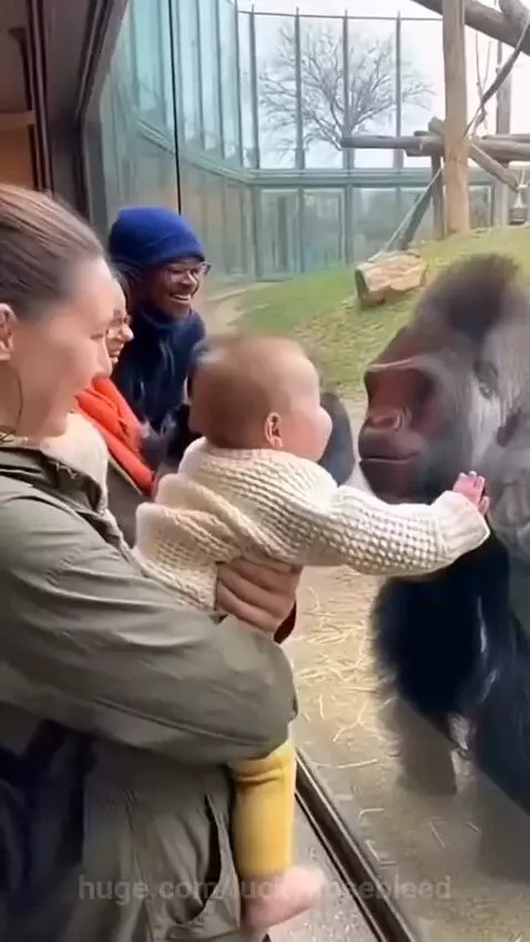 A baby and a gorilla touch hands on glass at a zoo, with the gorilla appearing to smile.