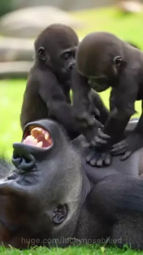 Two baby gorillas playfully climbing on an adult gorilla lying on grass.