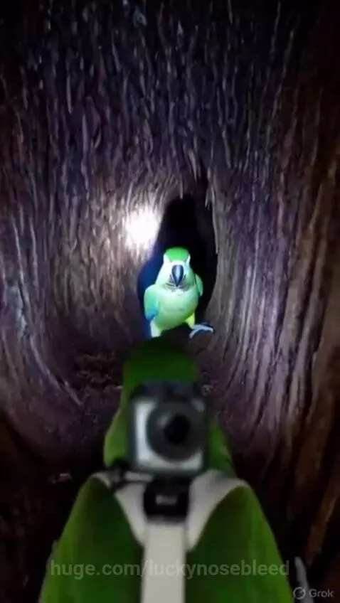 Green parrot with a small camera on its back, inside a dark tree hollow, showing a nest with a newly hatched baby parrot.