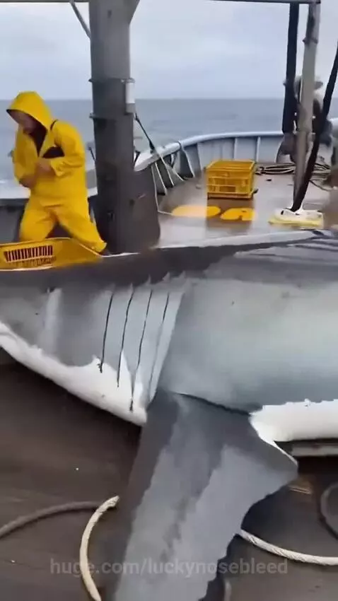 Fish Attack on giant by hassam