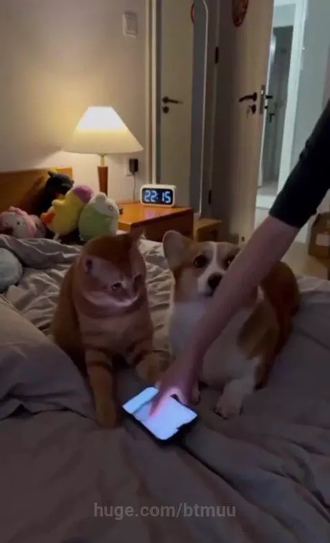 A ginger cat and a corgi resting together on a bed, with the cat looking at a phone.