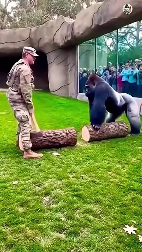 A strong gorilla breaks a log with its hands while a surprised man watches after failing with an axe.