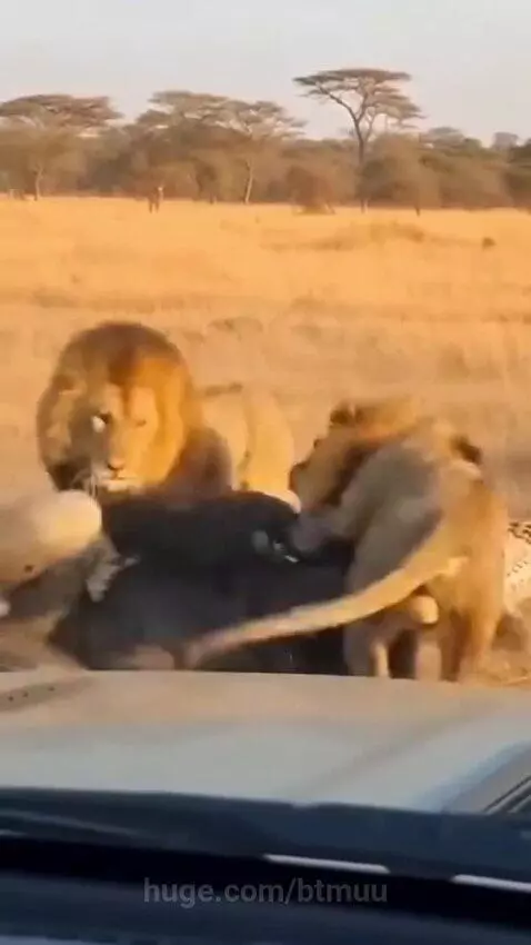A large gorilla in a grassy savanna aggressively fighting with lions and a leopard.