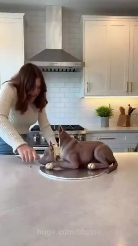 A brown Pitbull-type dog barks aggressively at a woman about to cut a realistic dog-shaped cake.