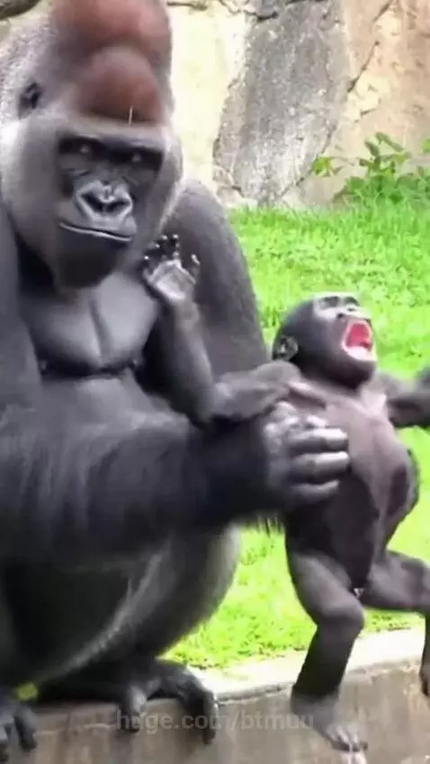 Adult gorilla holding a baby gorilla by a pool of water, with the baby crying.