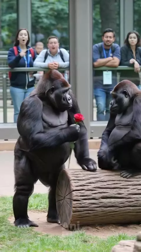 A gorilla gently offers a red rose to another gorilla sitting on a log, who accepts it. Spectators smile in the background.