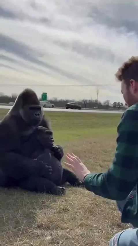 Man helps a pregnant gorilla into his car, with the male gorilla watching.