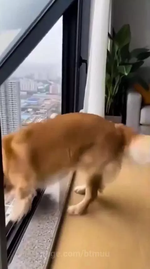 Golden retriever dog pulling a baby back from a high ledge near an open window.