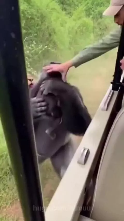 A large gorilla holding a baby gorilla roars defensively as a lioness attacks from behind.