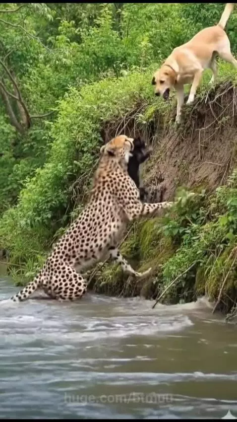 A cheetah carrying a small black cat out of a river onto a bank, with a golden retriever watching.